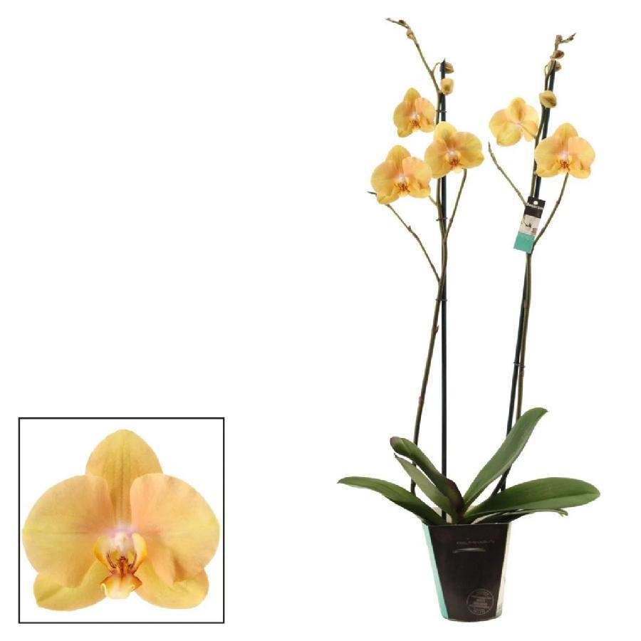 Orxideya