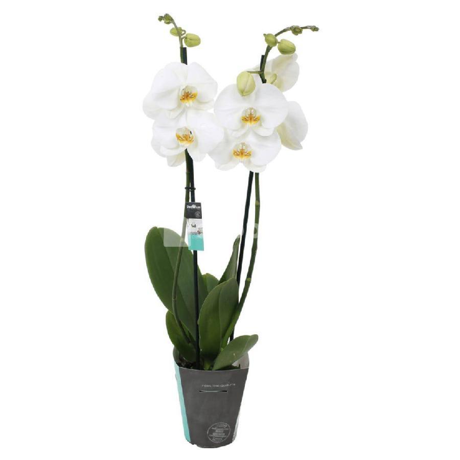 Orxideya